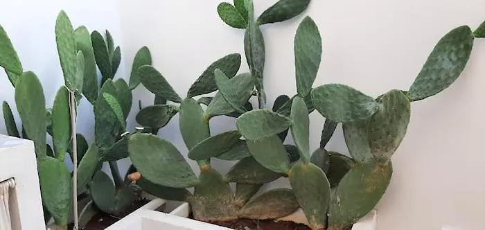 펜션 Casa Riz In Salento 마리티마